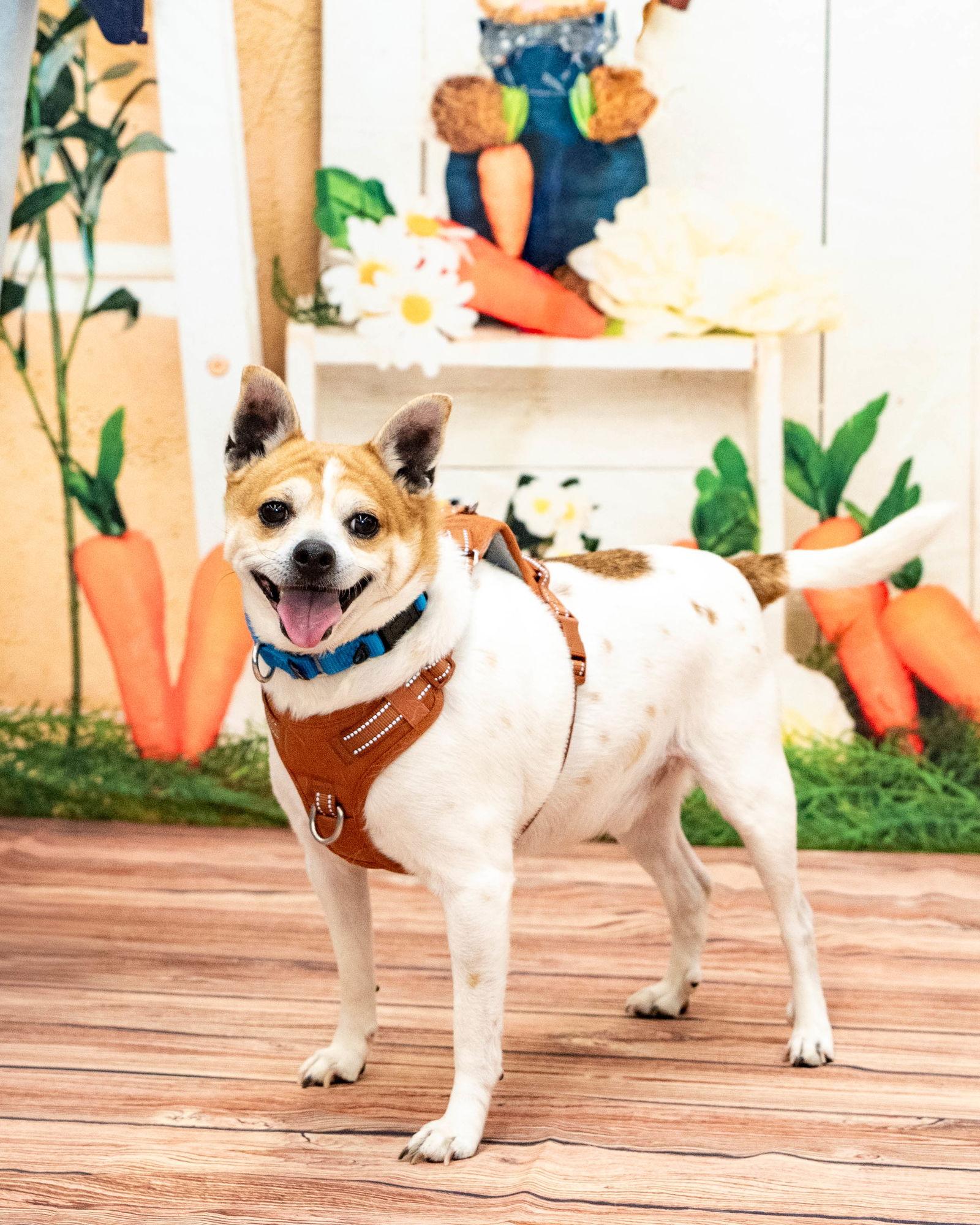Enlarge Bruiser, a Adoptable Jack Russell Terrier in Cuyahoga Falls, OH image 2/3