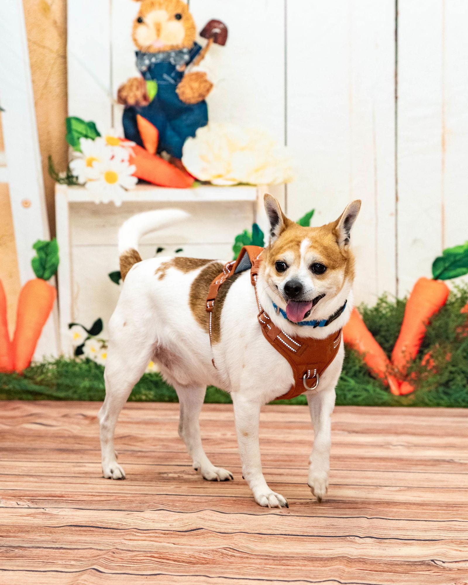 Enlarge Bruiser, a Adoptable Jack Russell Terrier in Cuyahoga Falls, OH image 3/3