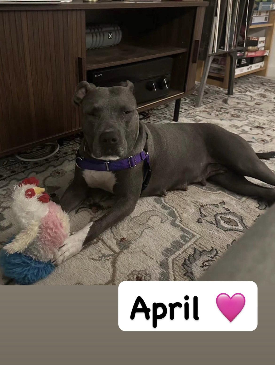 April, Adoptable, Adult Female American Staffordshire Terrier.