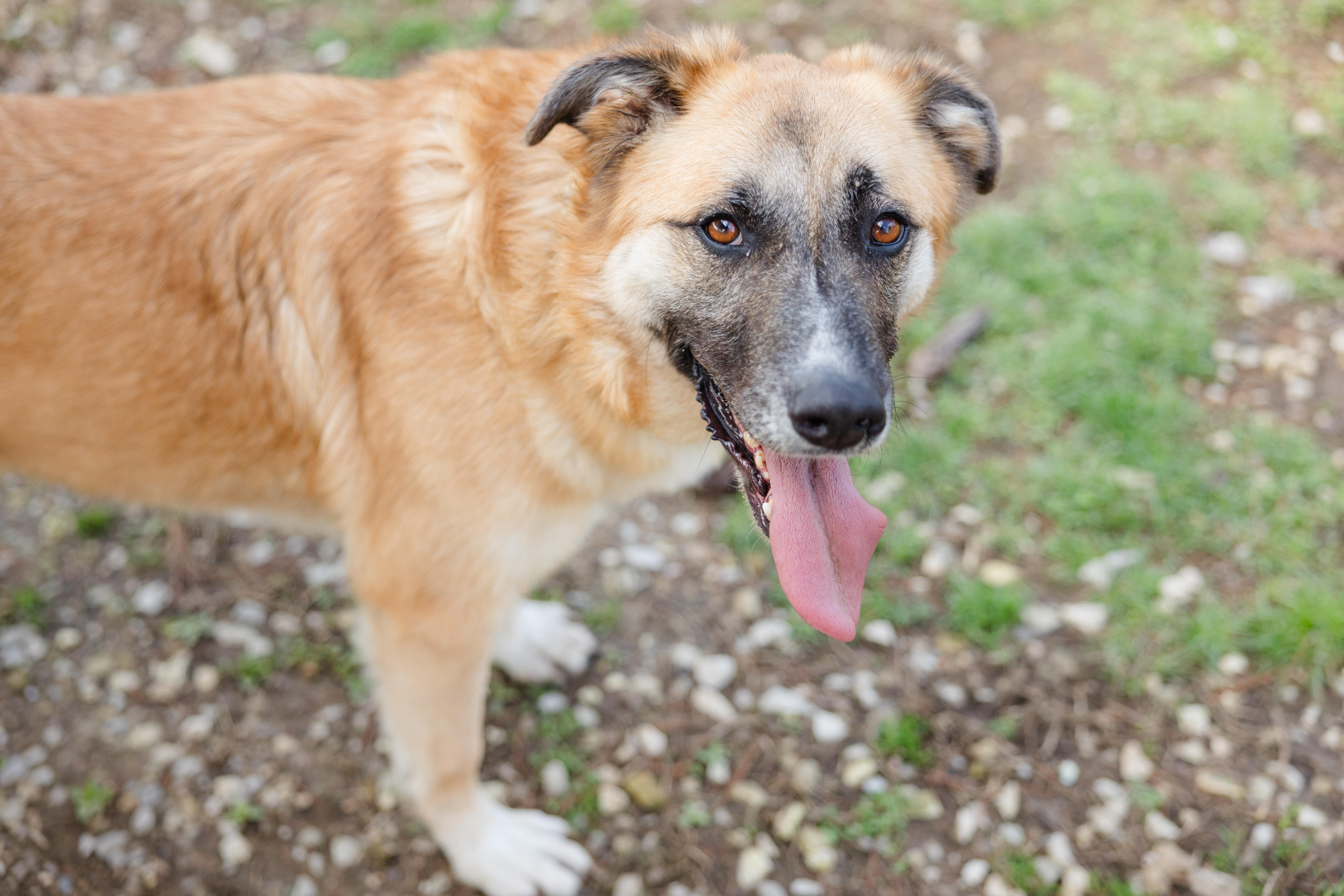 Finnley, a ADOPTABLE mixed breed in Newburgh, IN image 4/6