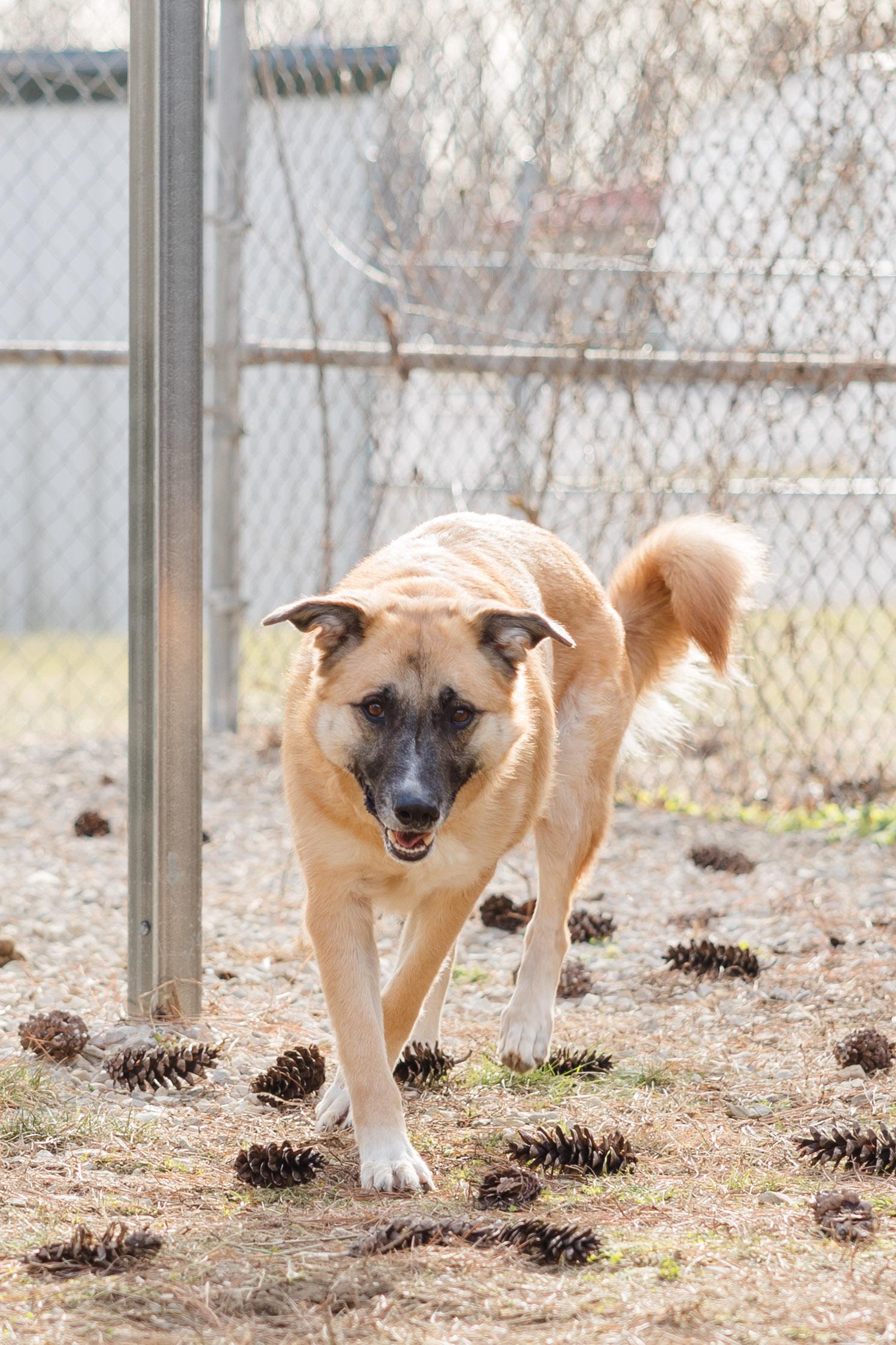 Finnley, ADOPTABLE, Adult Female German Shepherd Dog & Great Pyrenees.