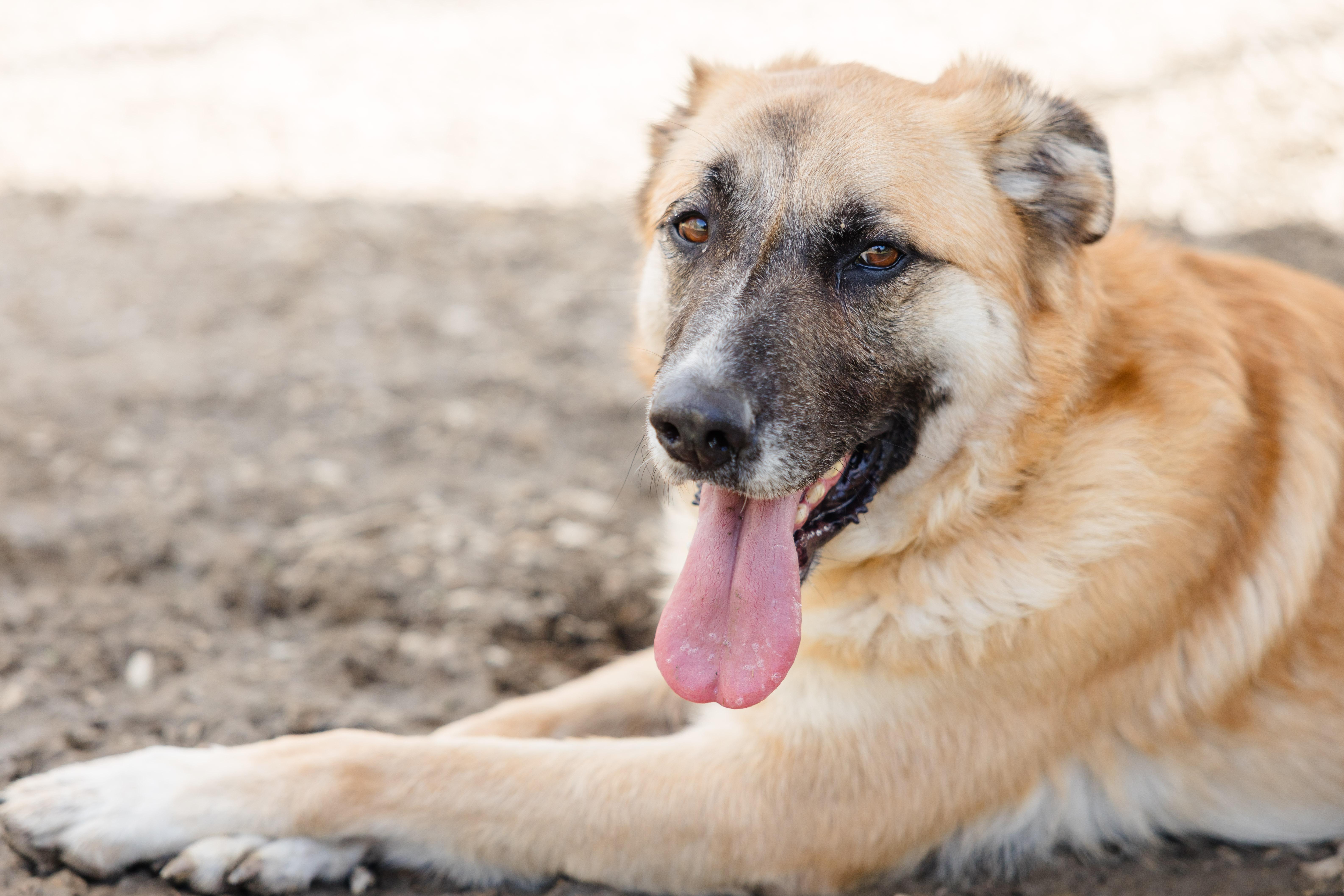 Finnley, a ADOPTABLE mixed breed in Newburgh, IN image 2/6