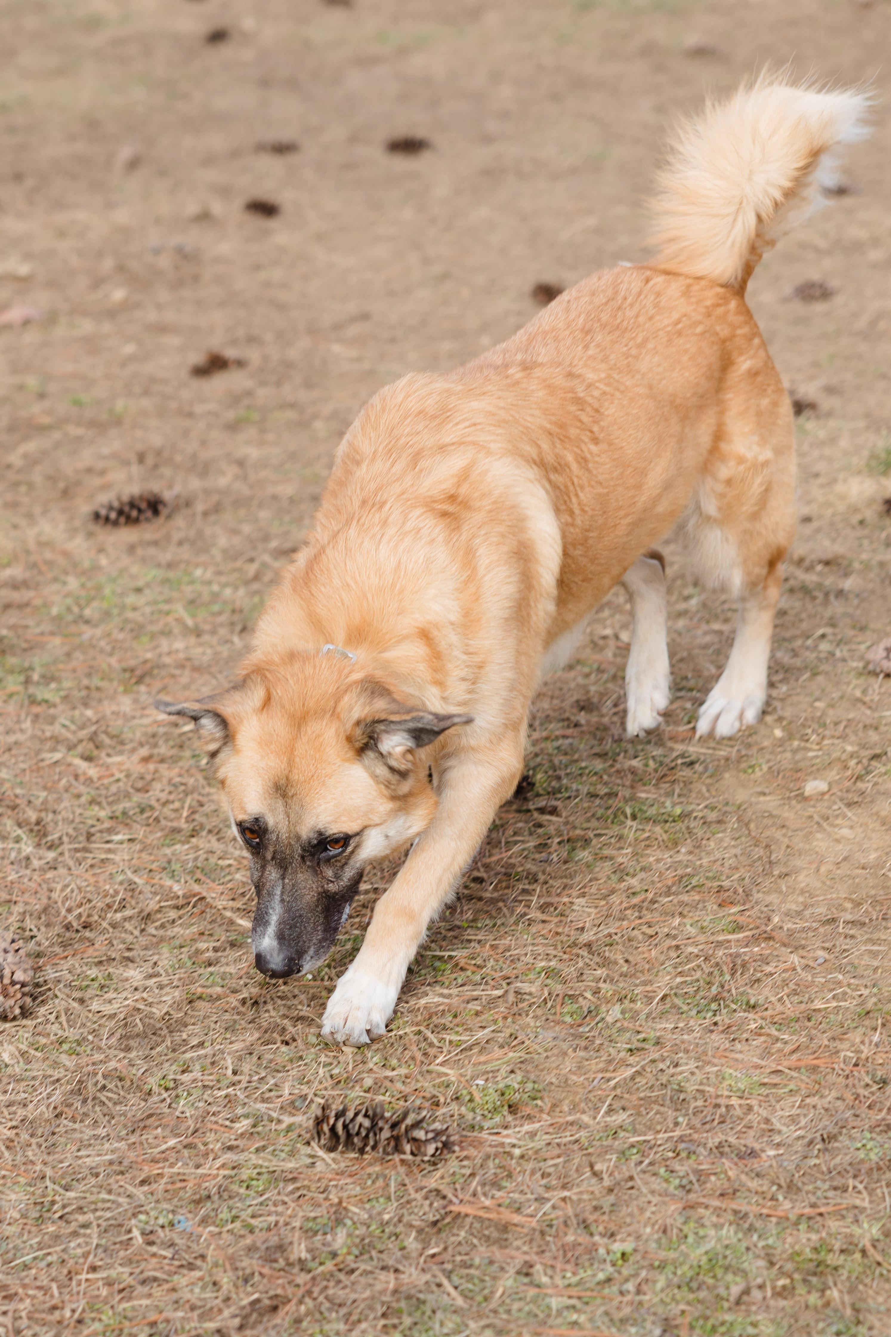 Finnley, a ADOPTABLE mixed breed in Newburgh, IN image 5/6