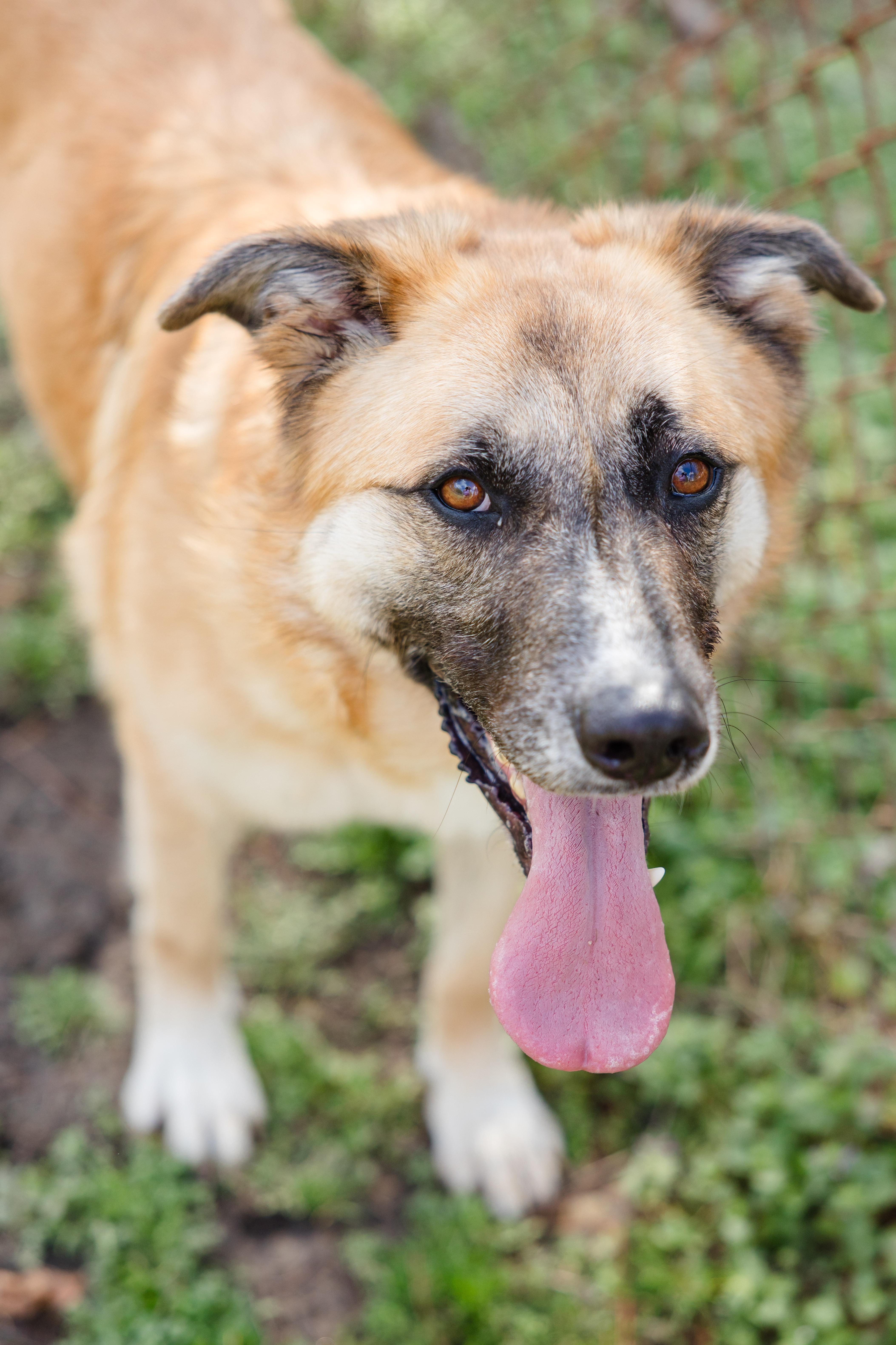 Finnley, a ADOPTABLE mixed breed in Newburgh, IN image 3/6