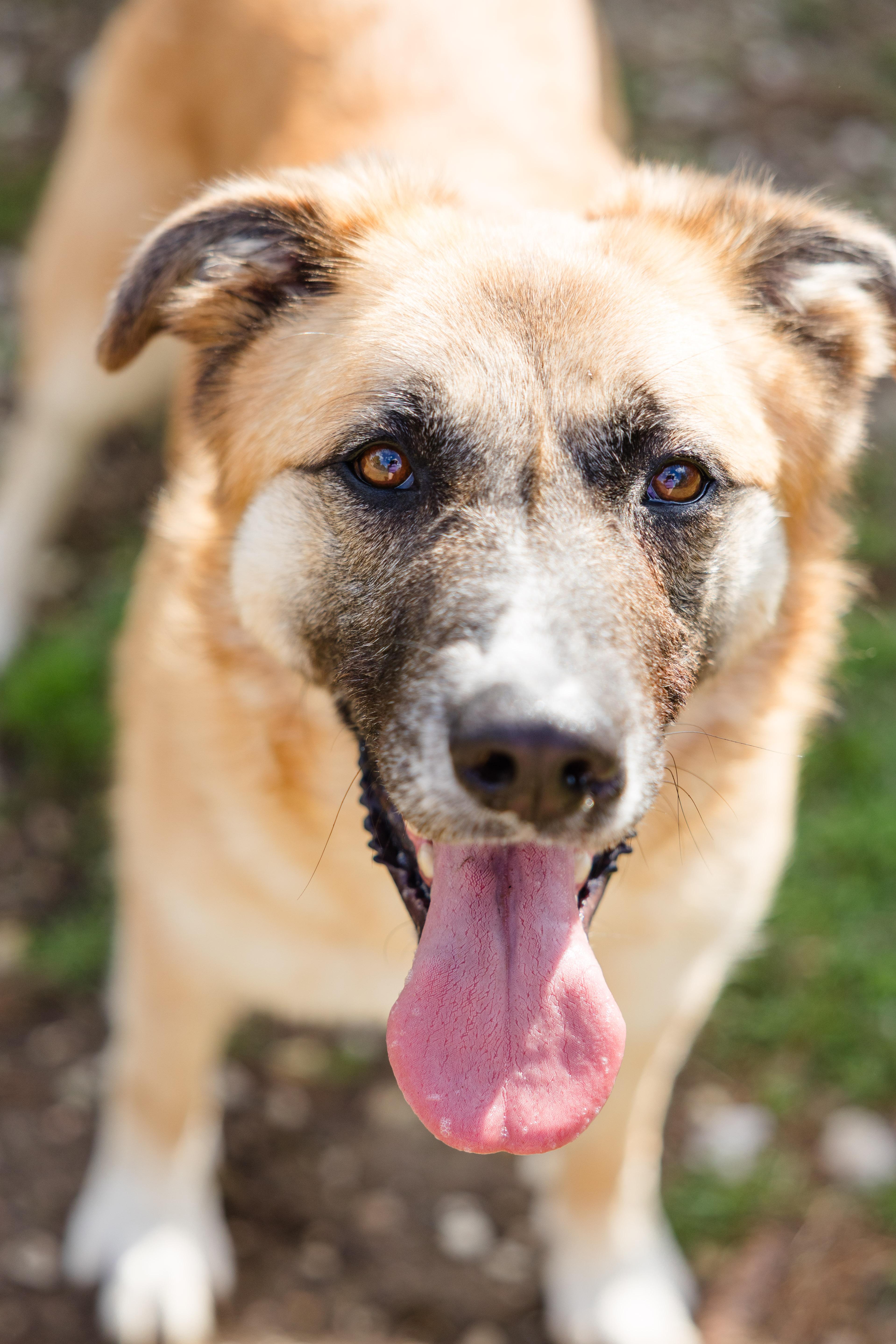 Finnley, a ADOPTABLE mixed breed in Newburgh, IN image 6/6