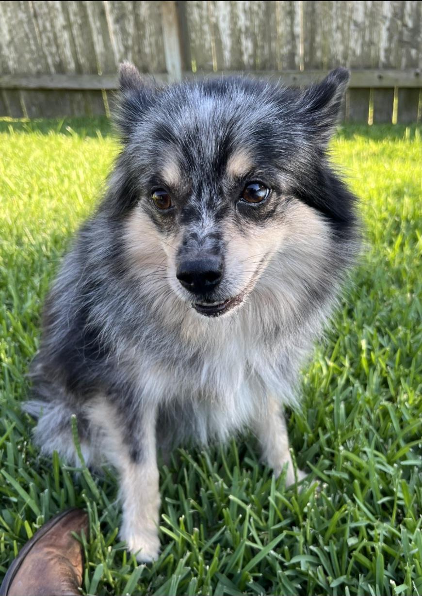 Enlarge Chakara OR14427-Thw, an adopted mixed breed in Beaverton, OR image 6/6