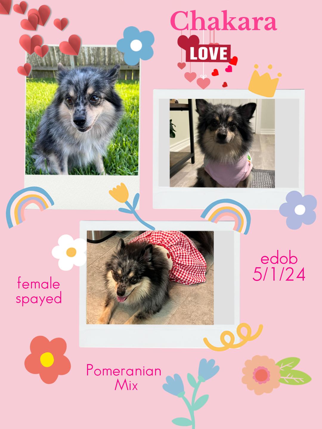 Chakara OR14427-Thw, adopted, Adult Female Pomeranian.