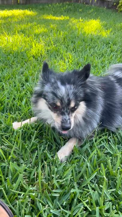 Enlarge Chakara OR14427-Thw, an adopted mixed breed in Beaverton, OR video 4/6