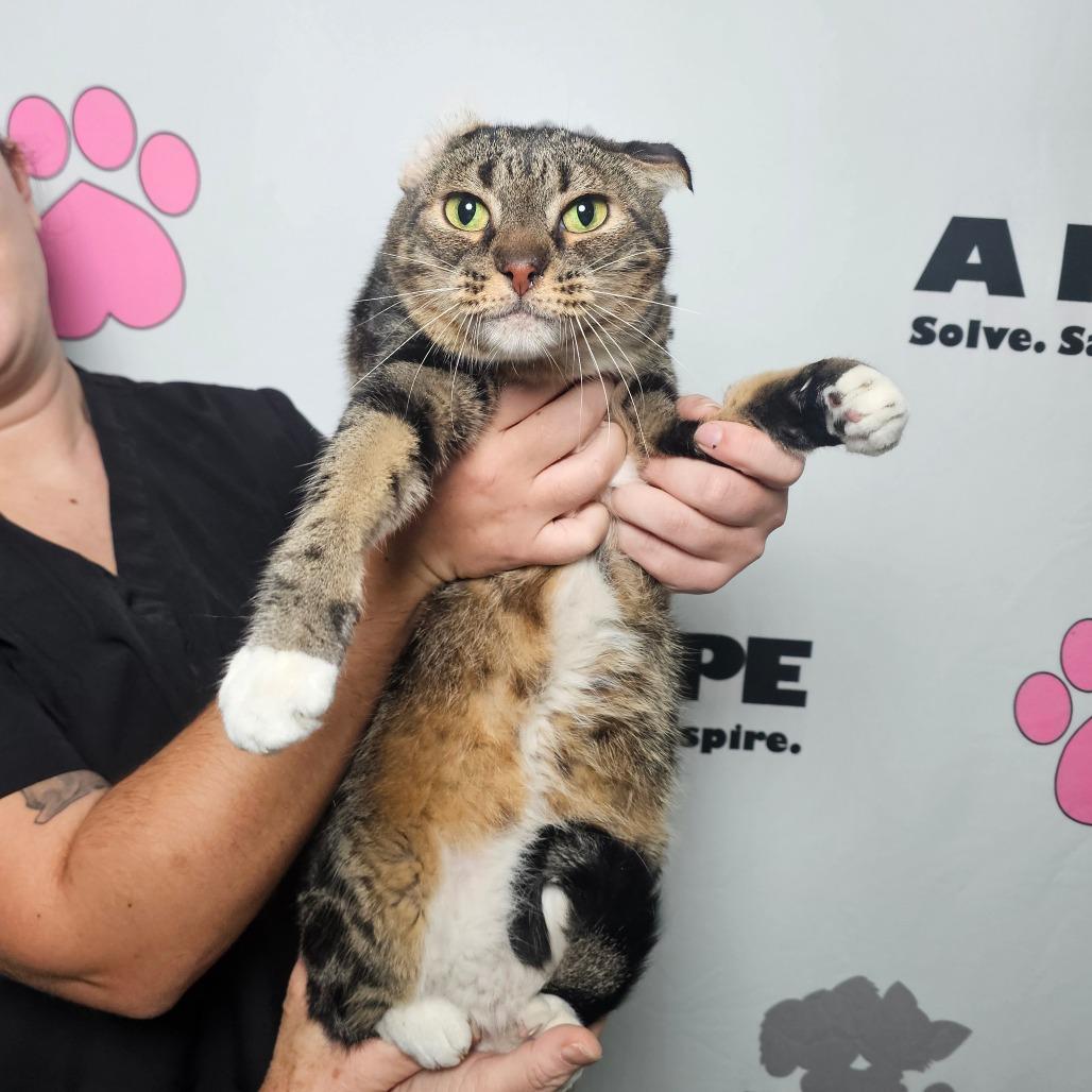 Fred, Adoptable, Senior Male American Shorthair & Domestic Short Hair.