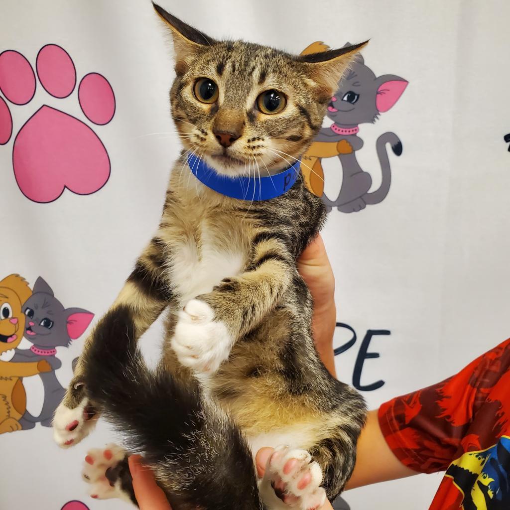 Fred, a Adoptable mixed breed in Milton, FL image 4/4