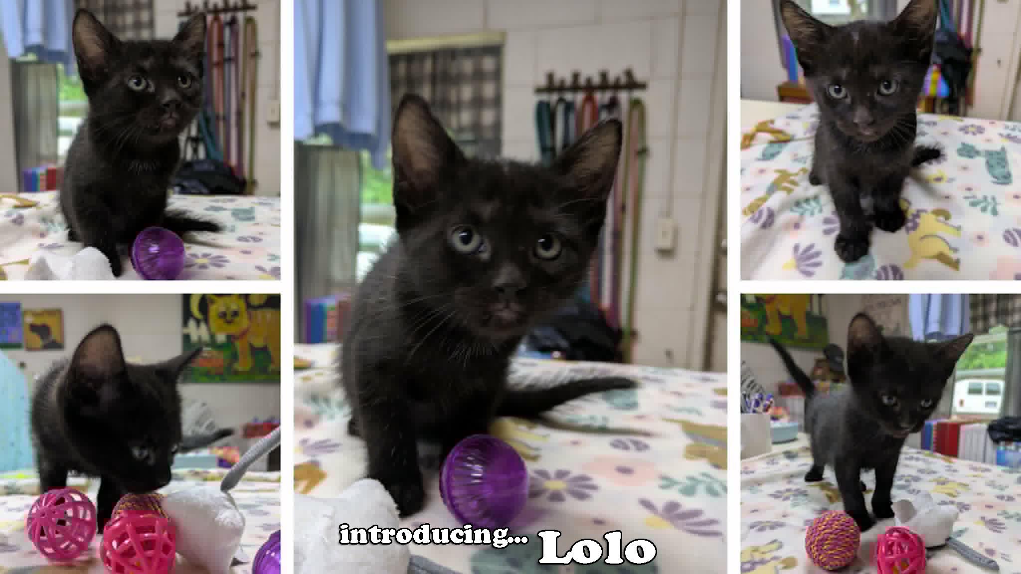 Lolo, an adopted mixed breed in Ozark, AL image 2/3