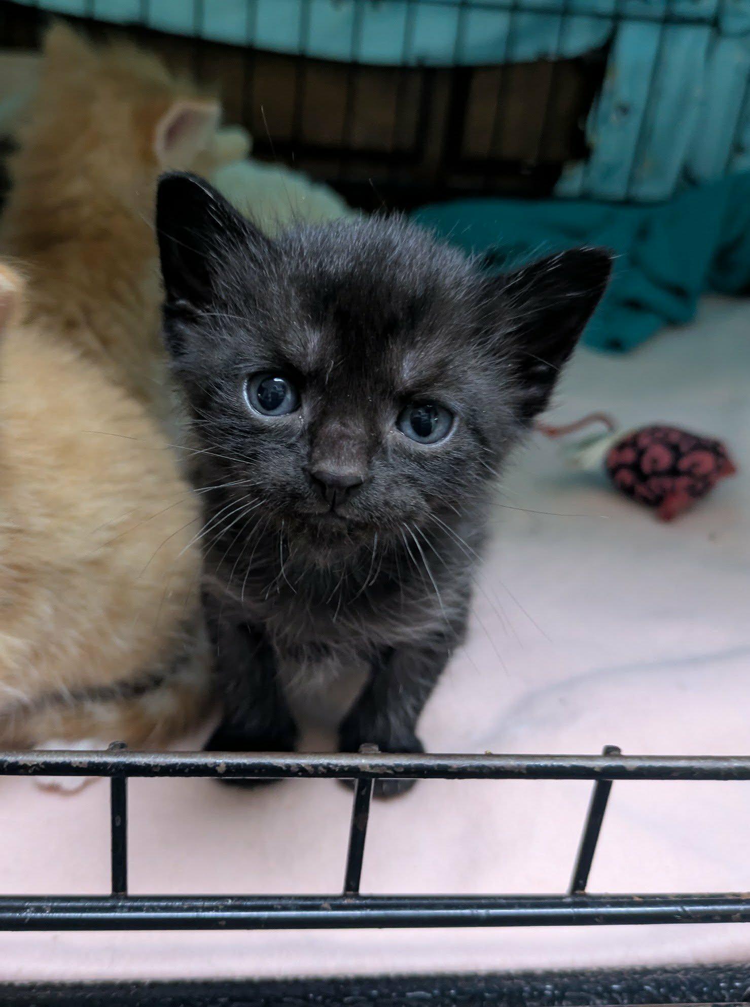 Lolo, an adopted mixed breed in Ozark, AL image 3/3
