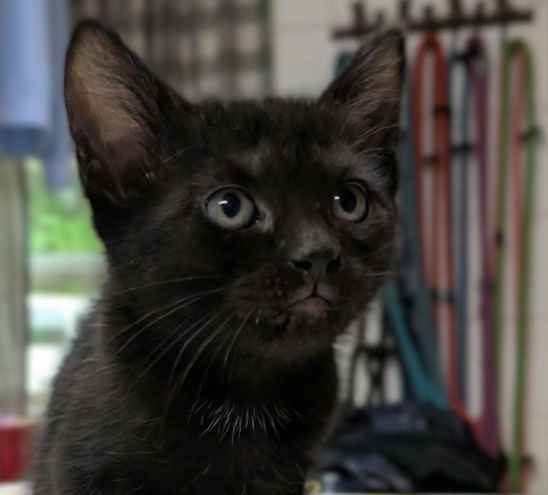 Lolo, adopted, Kitten Female Domestic Short Hair.