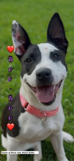 Boo Boo, ADOPTABLE, Young Female Terrier.