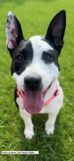 Boo Boo, a ADOPTABLE mixed breed in Shasta Lake, CA image 3/3