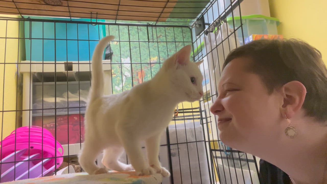 Enlarge Shortcake — A Gentle, Happy Guy Ready for a Family of His Own, a Adoptable mixed breed in Hillsboro, TX video 4/4