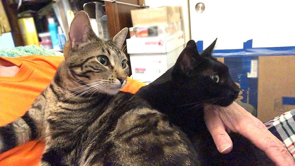 Enlarge Shakespeare & Jack Black, a Adoptable mixed breed in Antioch, CA image 5/6