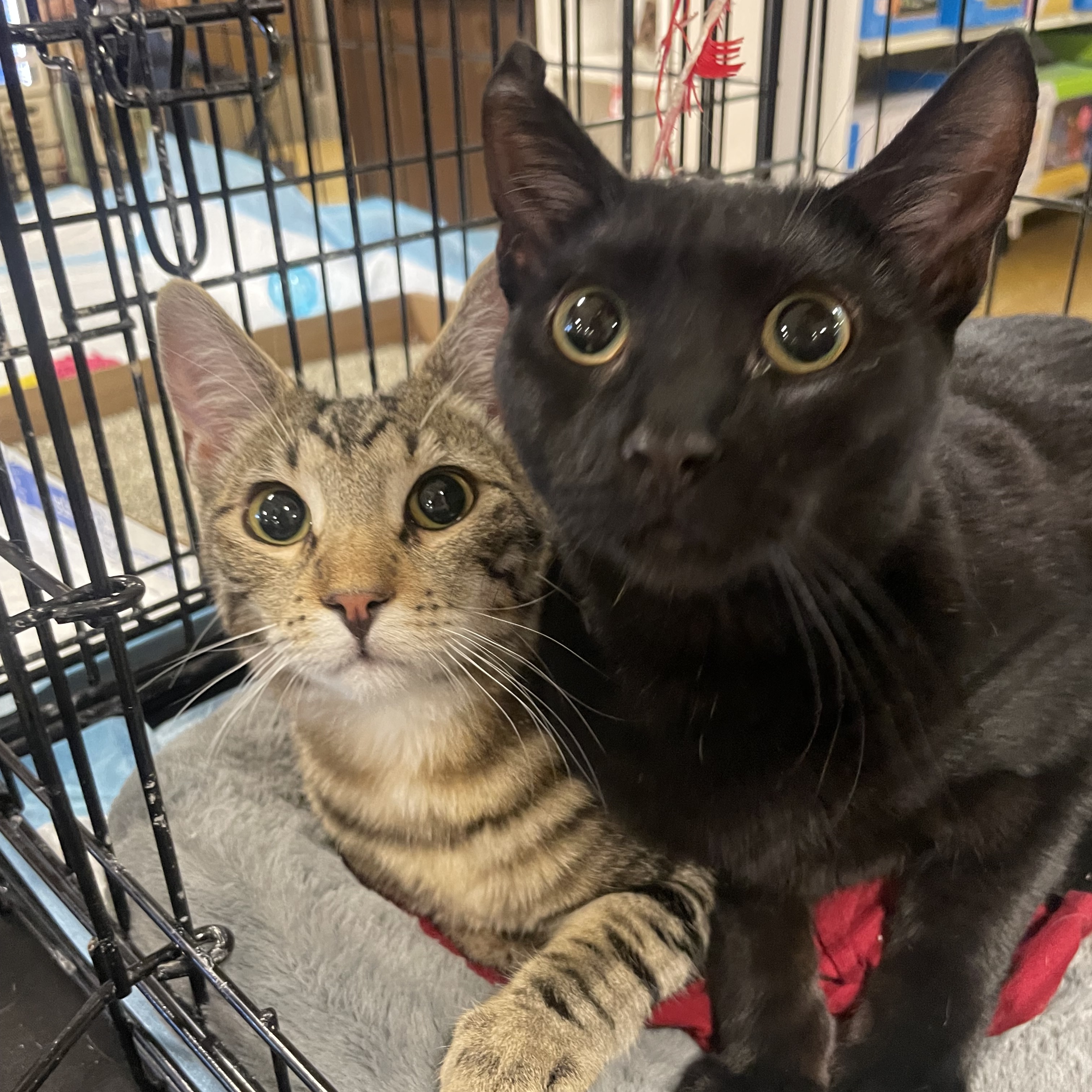 Enlarge Shakespeare & Jack Black, a Adoptable mixed breed in Antioch, CA image 2/6