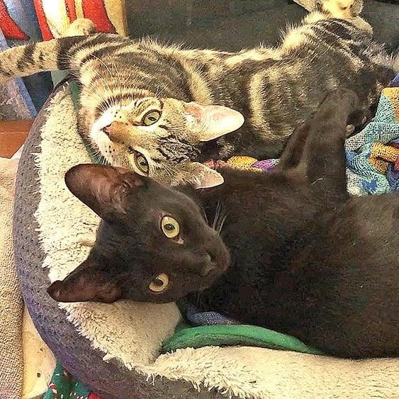 Shakespeare & Jack Black, Adoptable, Adult Male Domestic Short Hair.