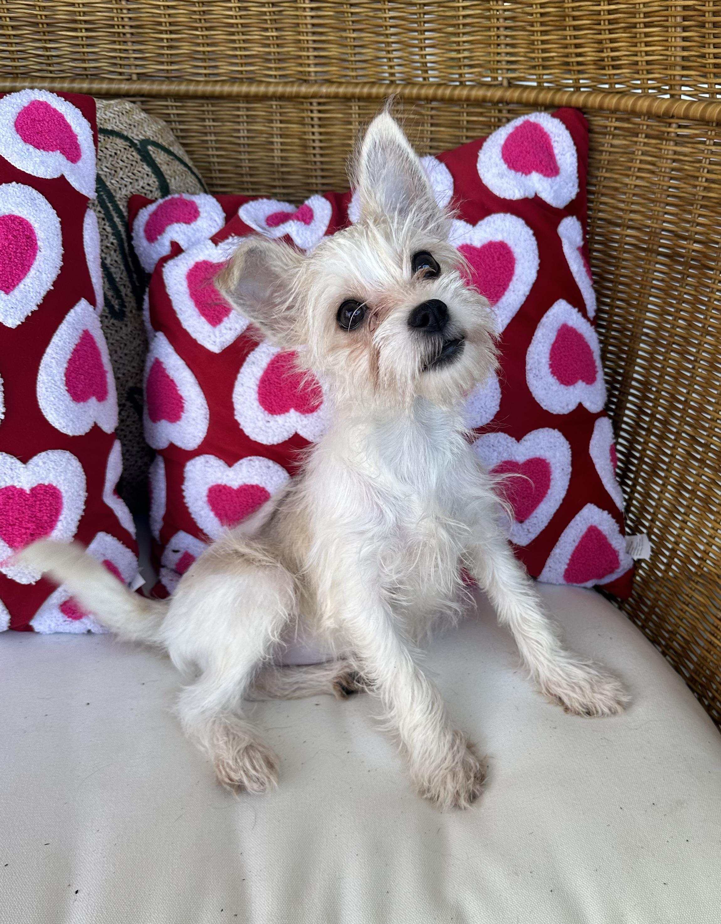 Poppy — thumbnail 1