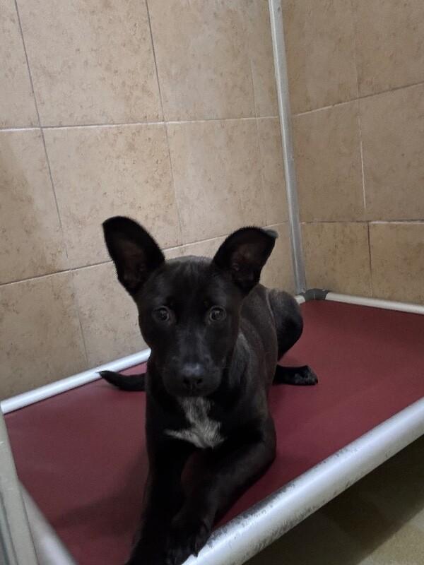 Poppy, Adoptable, Adult Female Mixed Breed.