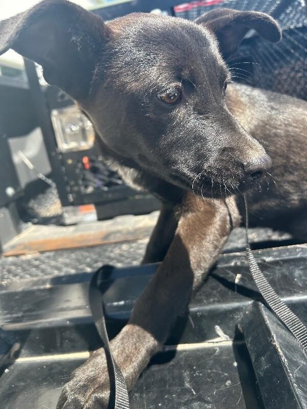 Arty, Adoptable, Young Male Mixed Breed.