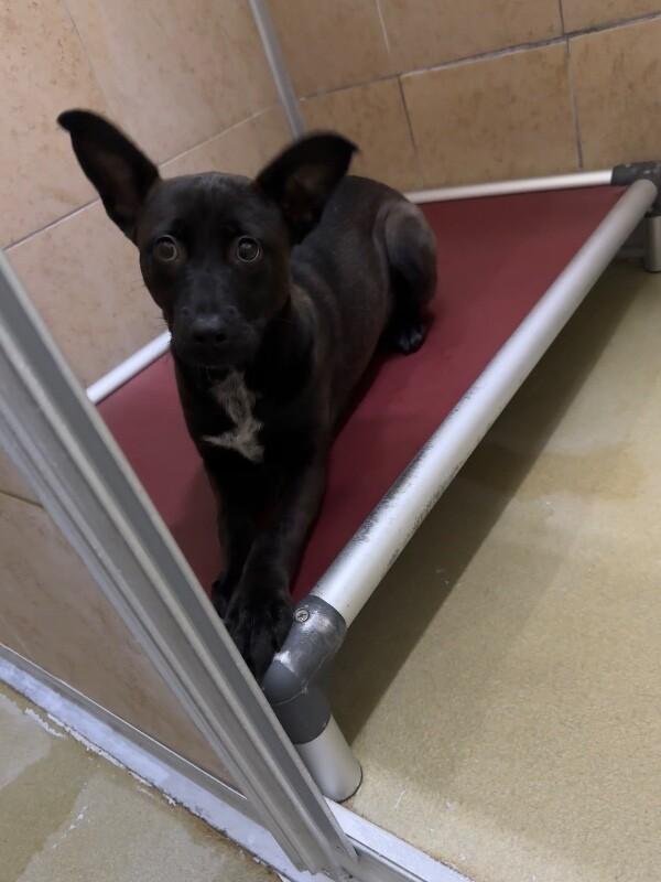 Poppy, a Adoptable Mixed Breed in Hobbs, NM image 2/3