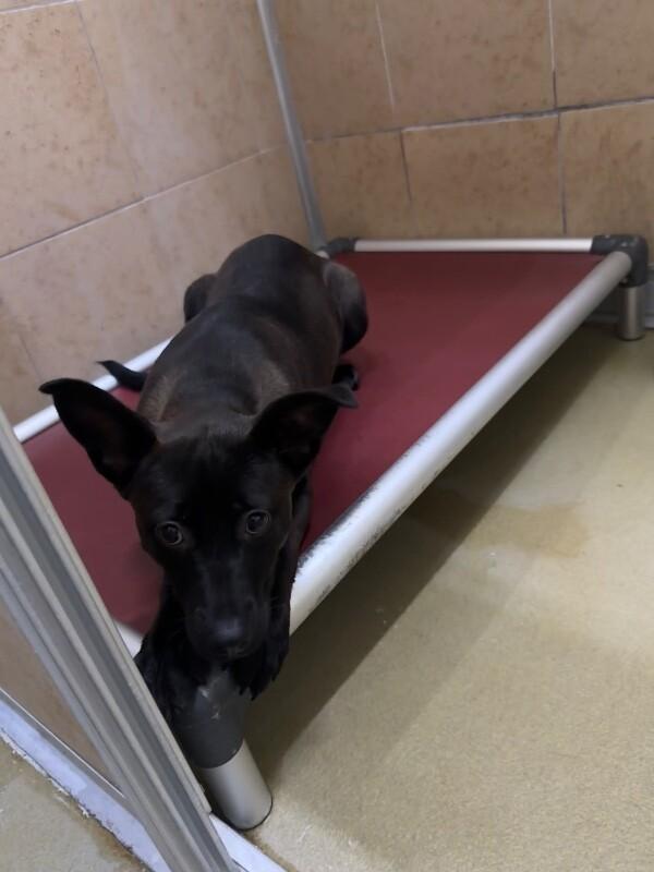 Enlarge Poppy, a Adoptable Mixed Breed in Hobbs, NM image 3/3