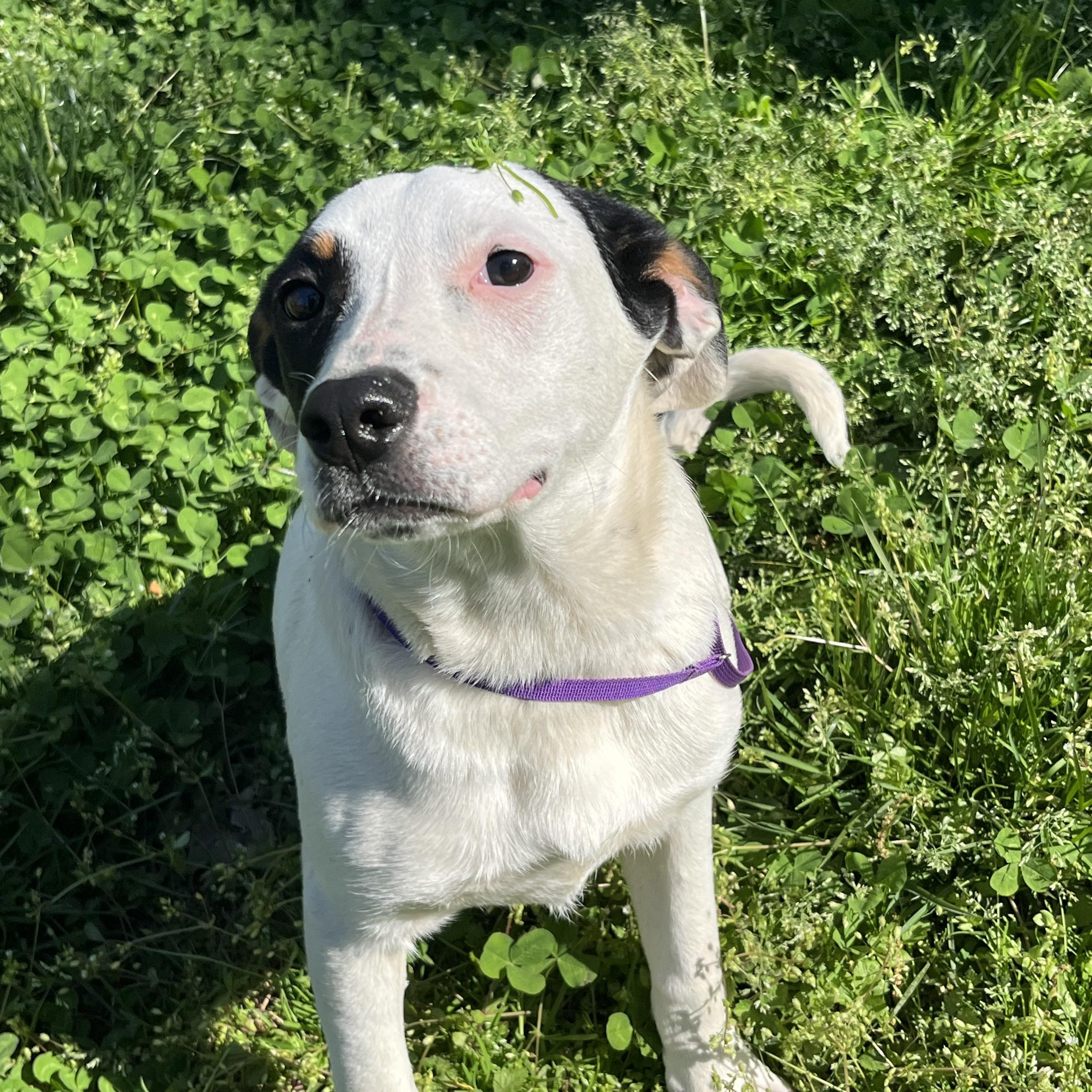 Enlarge Oakley, a Adoptable mixed breed in Rock Hill, SC image 2/5