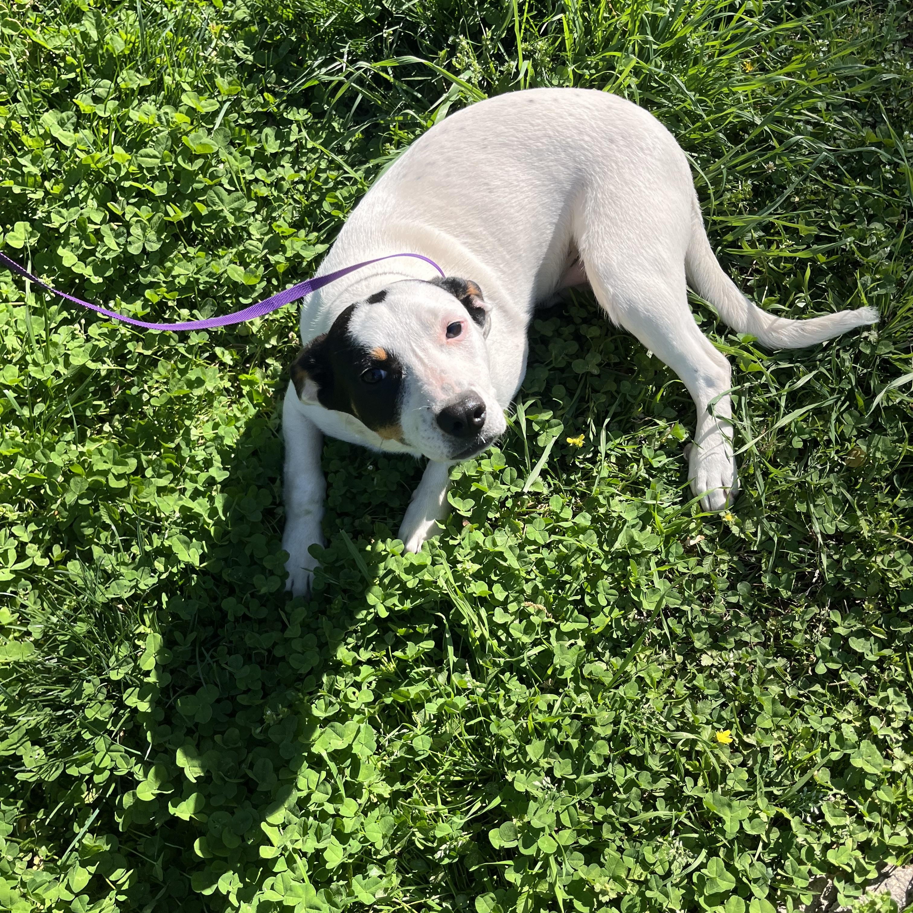 Enlarge Oakley, a Adoptable mixed breed in Rock Hill, SC image 3/5