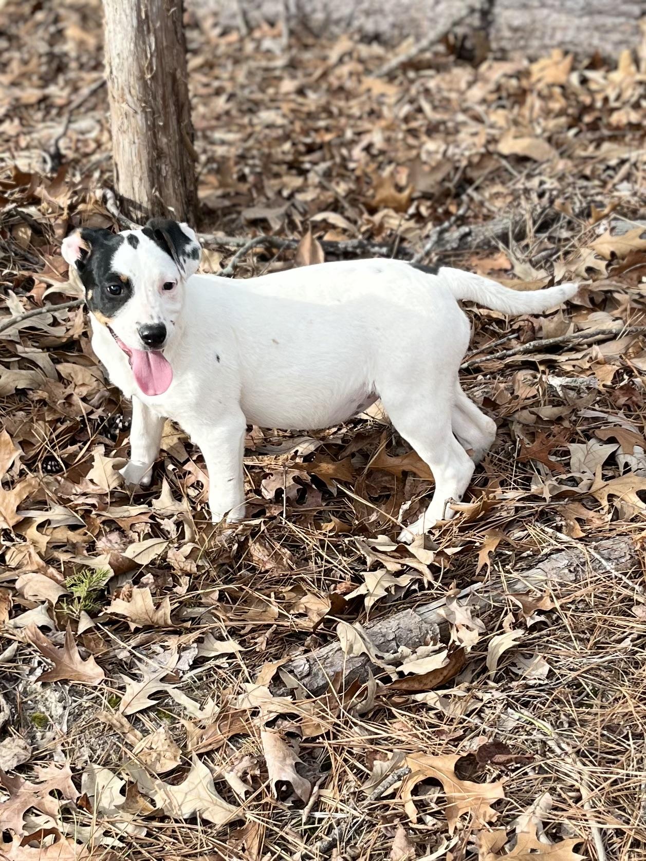 Enlarge Oakley, a Adoptable mixed breed in Rock Hill, SC image 4/5