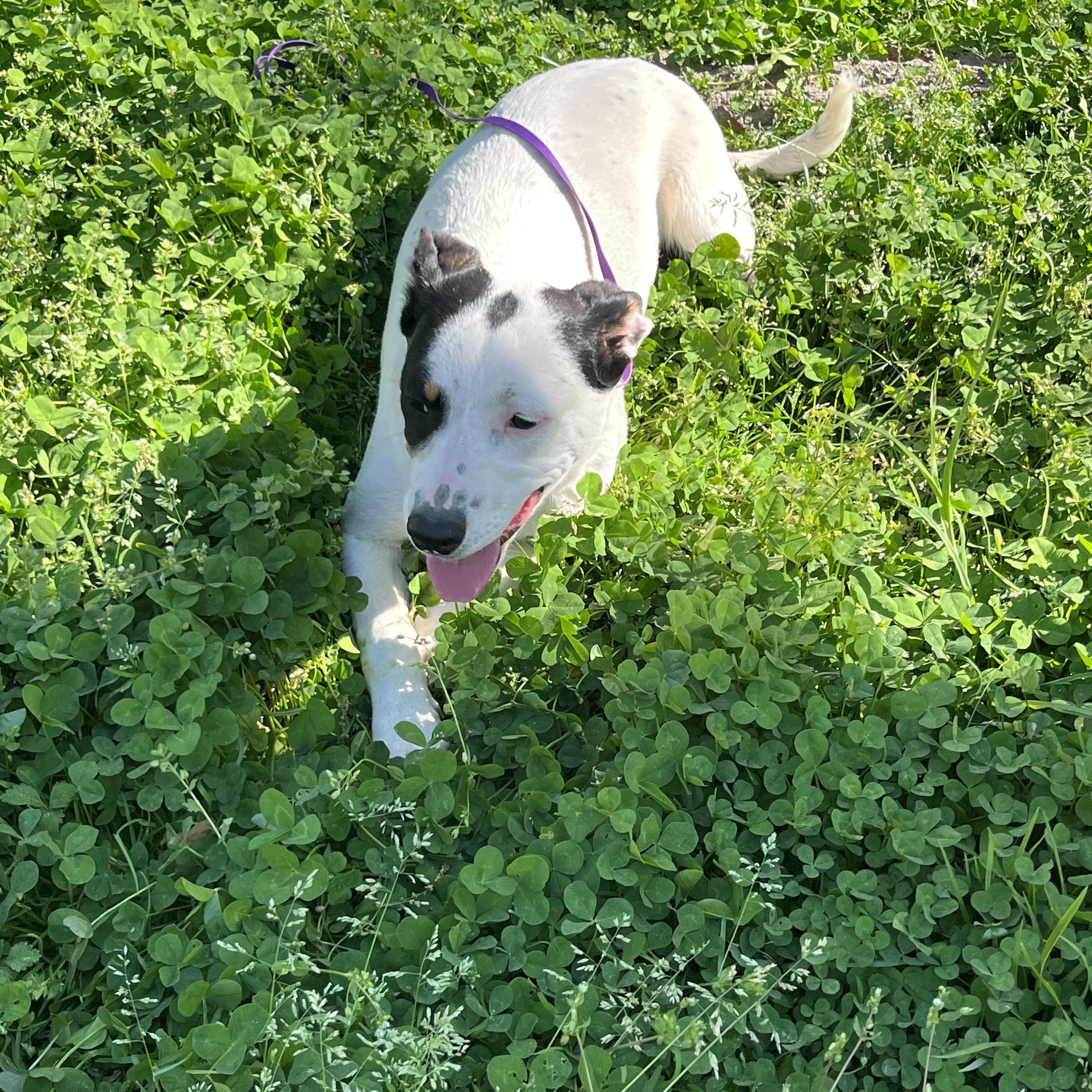 Oakley, Adoptable, Puppy Female Labrador Retriever & Australian Cattle Dog / Blue Heeler.