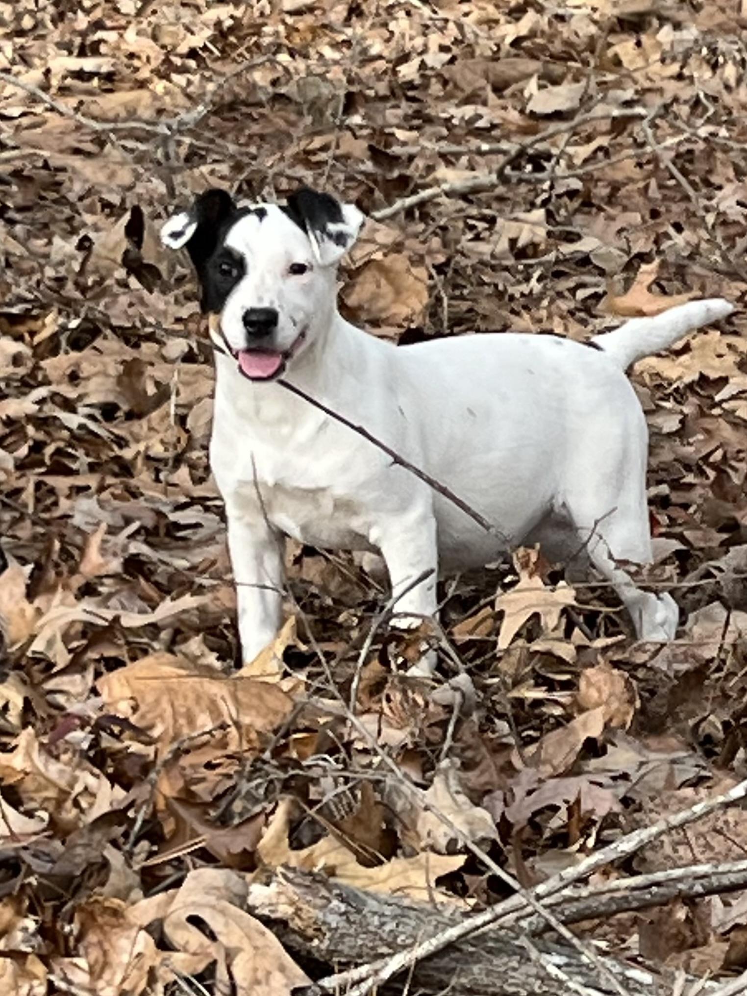 Enlarge Oakley, a Adoptable mixed breed in Rock Hill, SC image 5/5