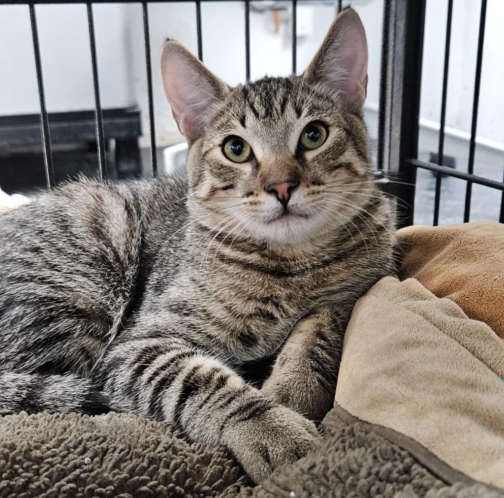 Glenn, Adoptable, Young Male Domestic Short Hair.
