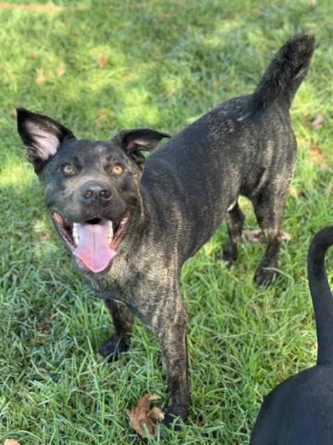 BANDI, Adoptable, Young Male Pit Bull Terrier.