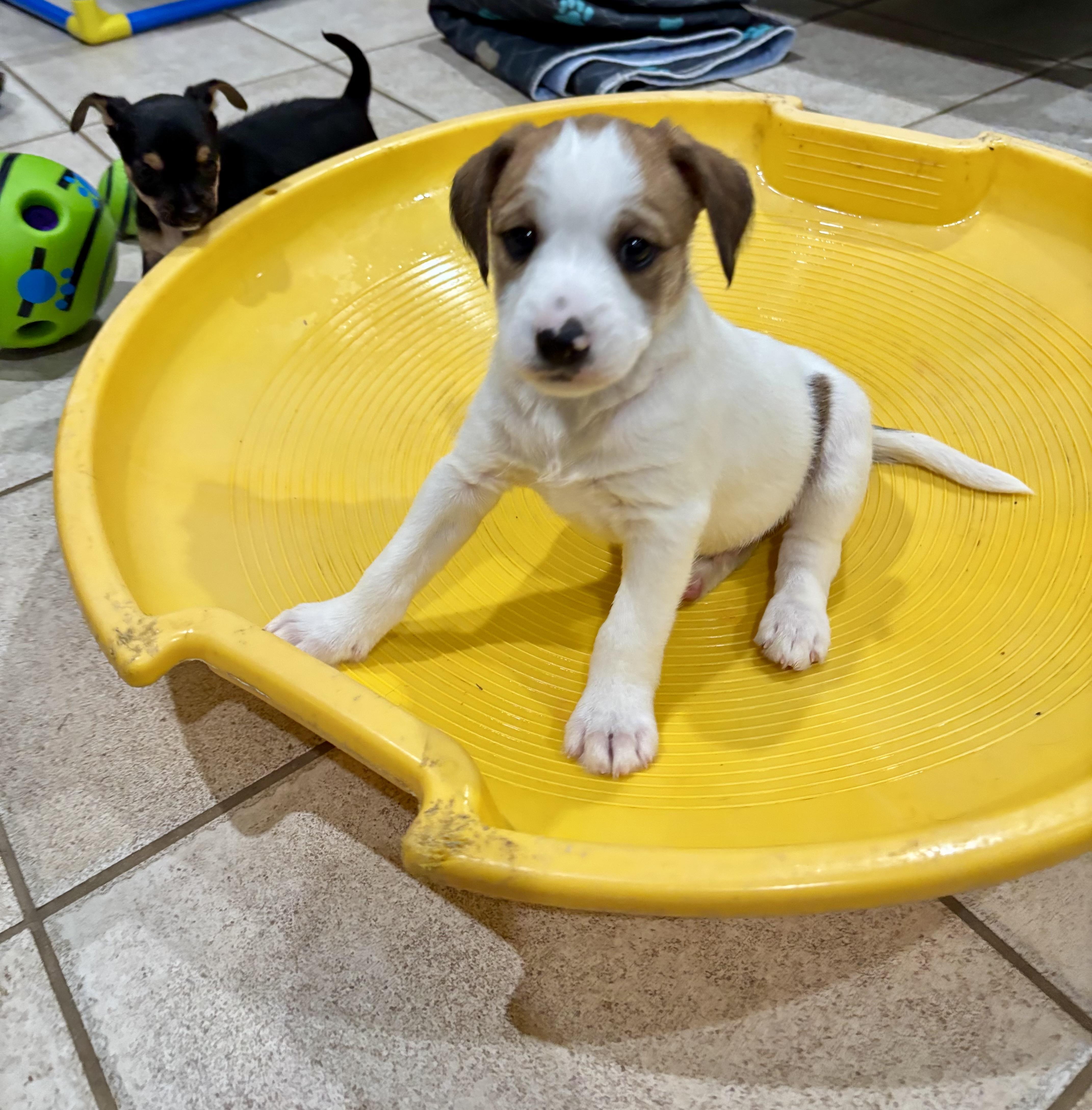 Enlarge Cash, a ADOPTABLE mixed breed in Manassas, VA image 5/5