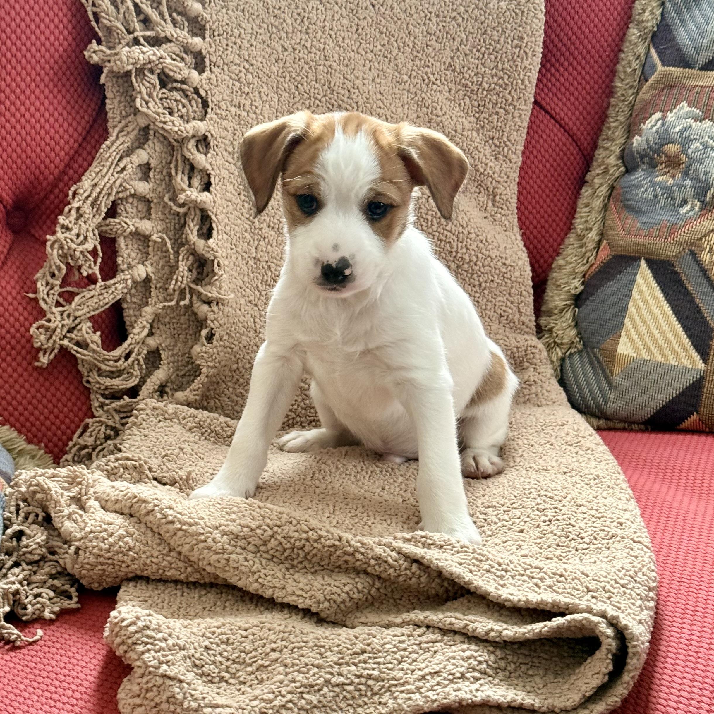 Enlarge Cash, a ADOPTABLE mixed breed in Manassas, VA image 4/5