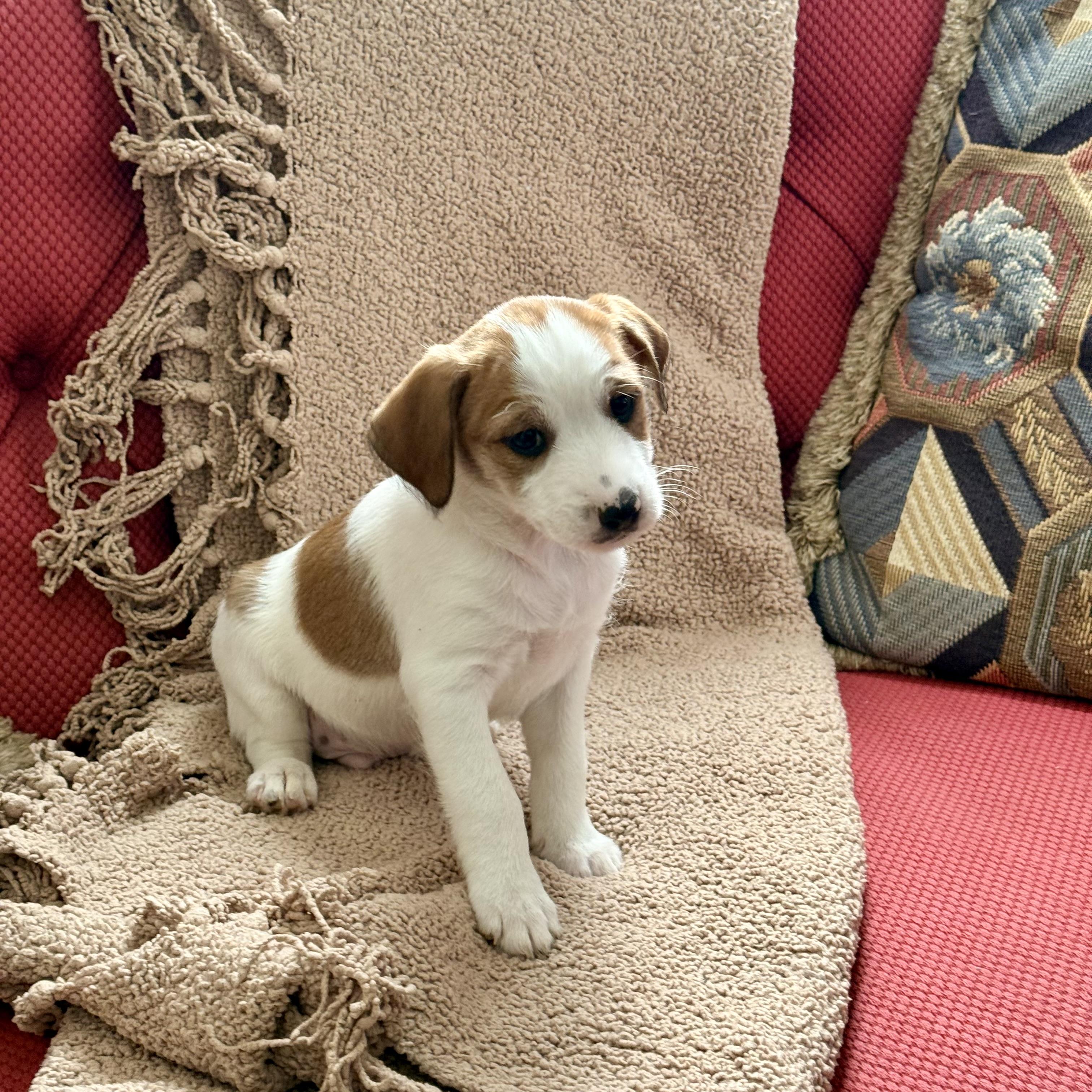 Enlarge Cash, a ADOPTABLE mixed breed in Manassas, VA image 2/5