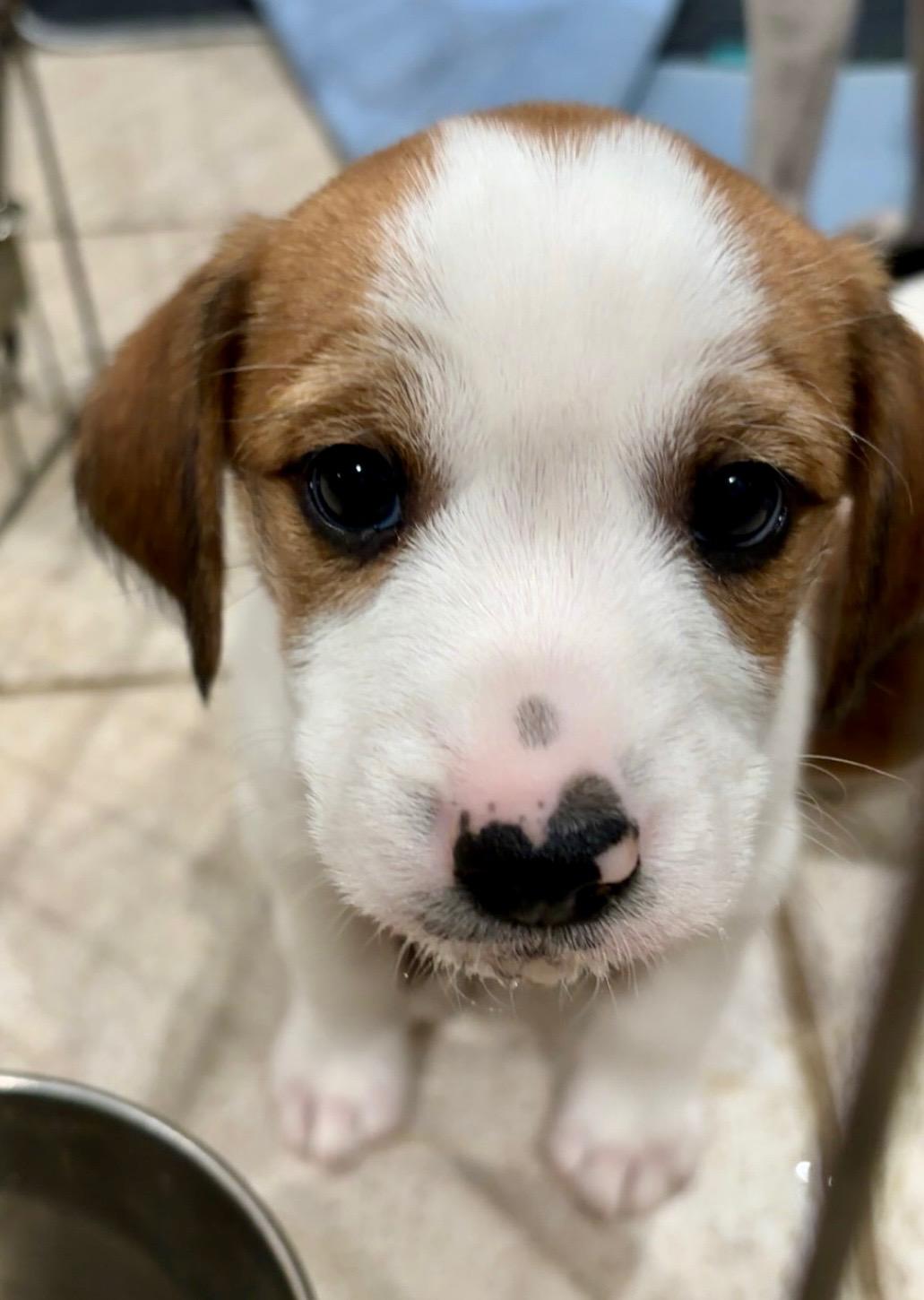 Enlarge Cash, a ADOPTABLE mixed breed in Manassas, VA image 1/5