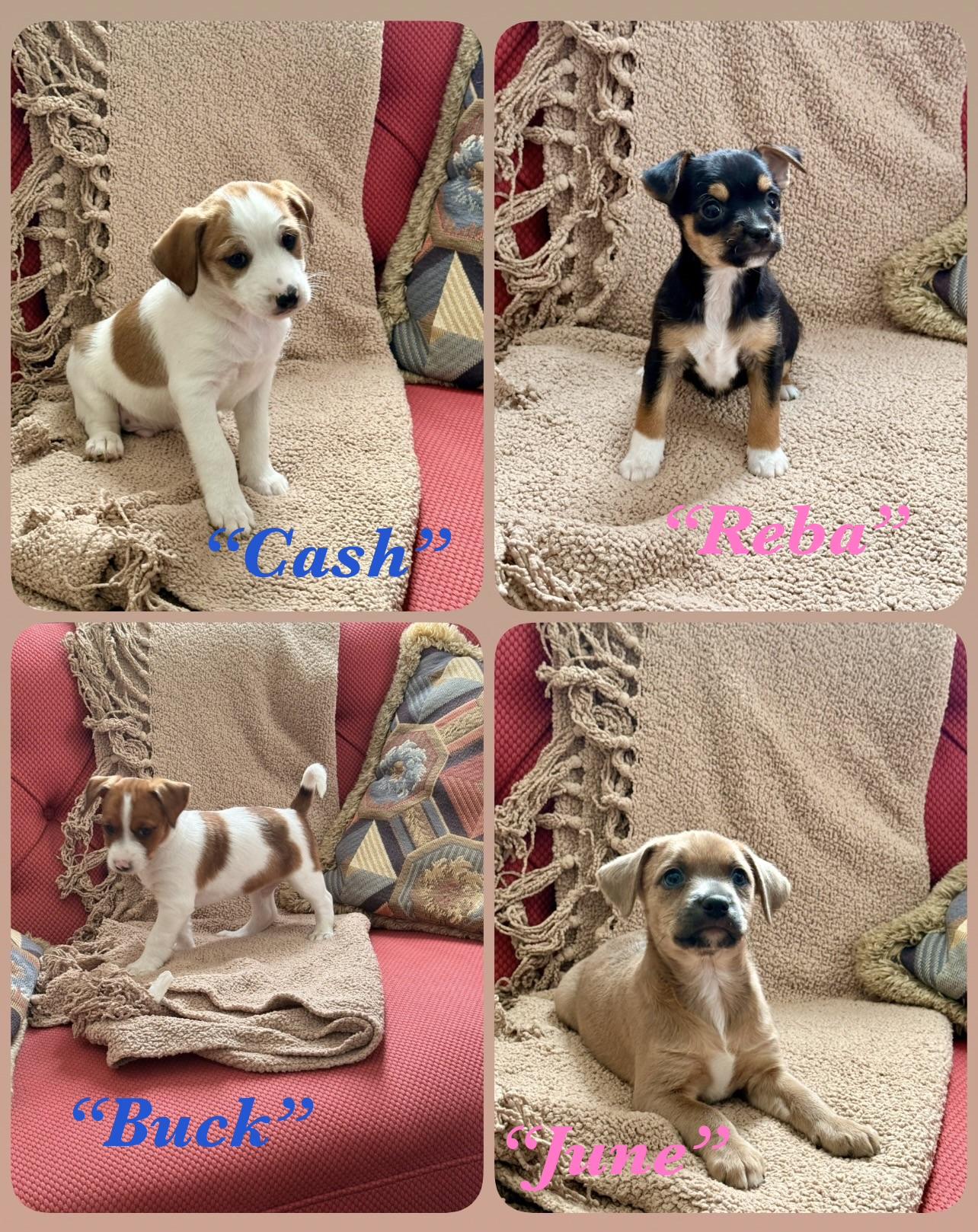 Enlarge Cash, a ADOPTABLE mixed breed in Manassas, VA image 3/5