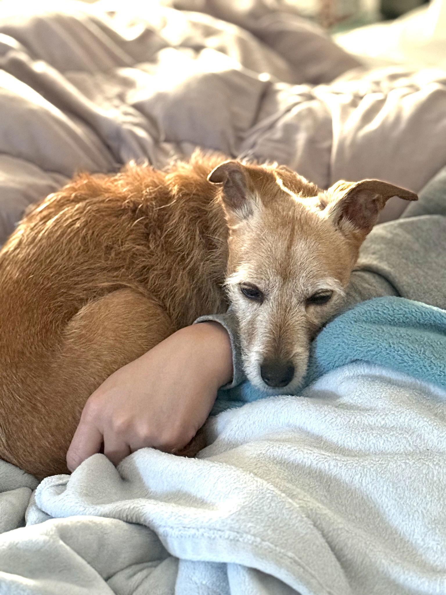 Bruno, Adoptable, Adult Male Terrier.