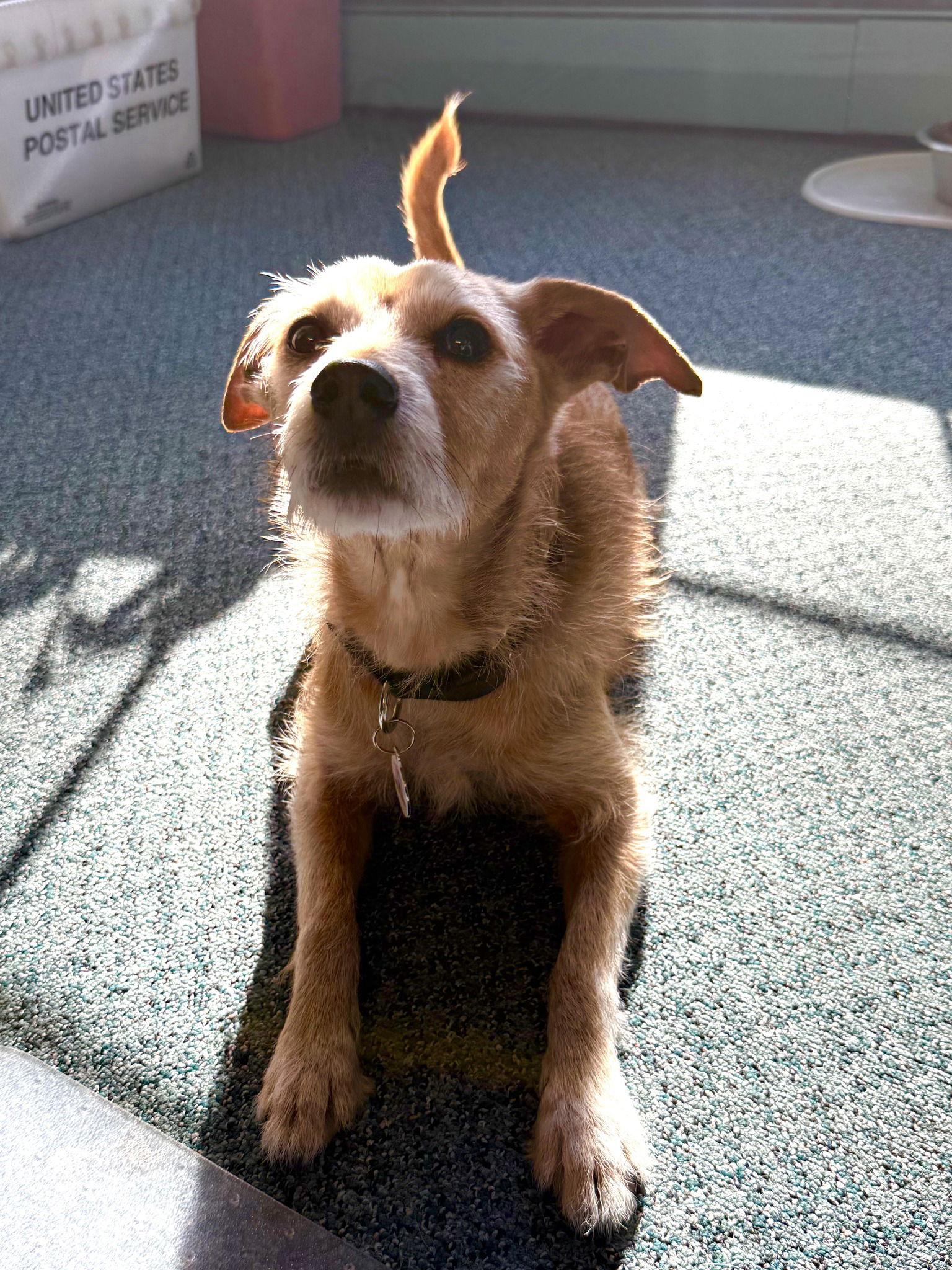 Enlarge Bruno, a Adoptable Terrier in Chester, CT image 2/3