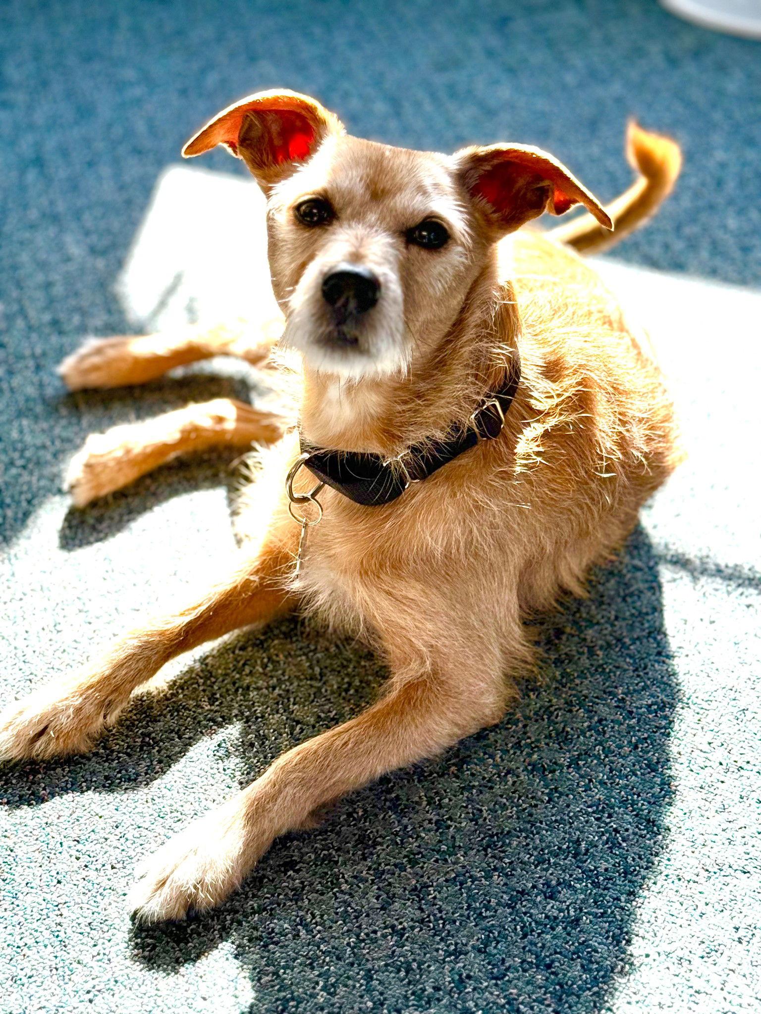 Enlarge Bruno, a Adoptable Terrier in Chester, CT image 3/3