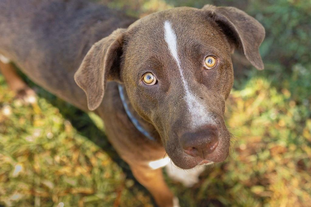 Eeyore, a Adoptable Hound in Durham, NC image 1/2