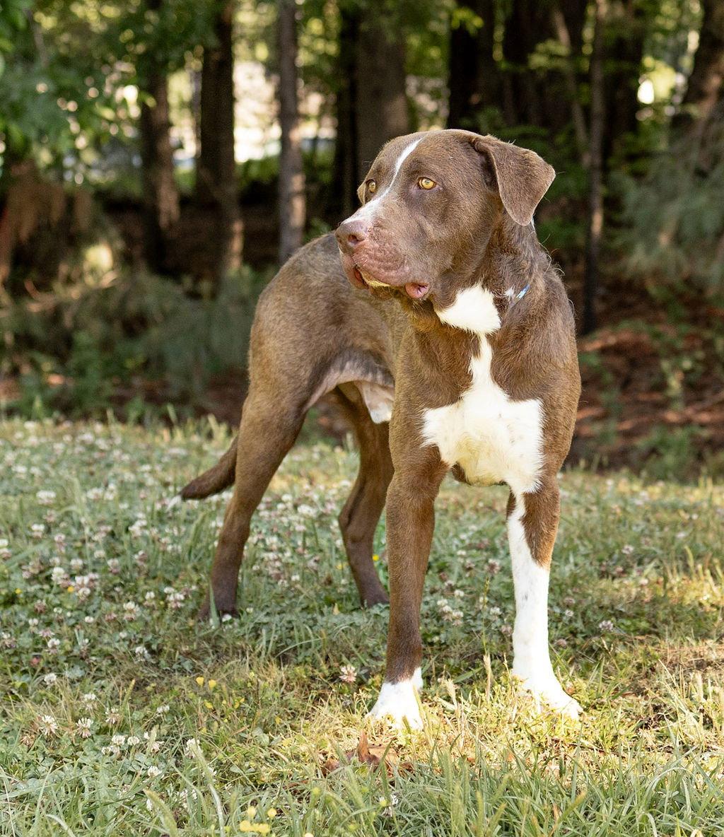 Eeyore, a Adoptable Hound in Durham, NC image 2/2
