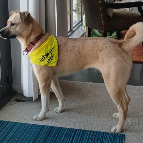 Winnie, Adoptable, Young Female Labrador Retriever & Mixed Breed.