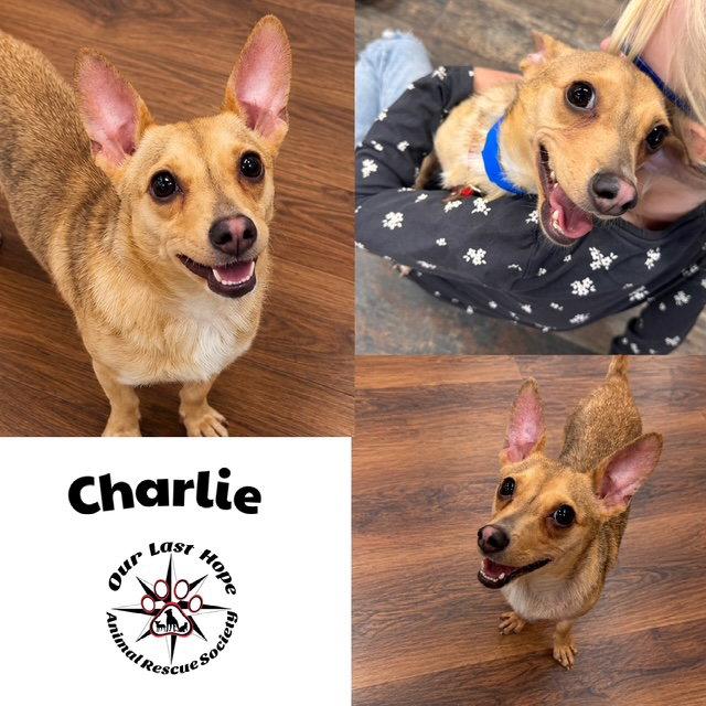 Charile, Adopted, Adult Male Chihuahua & Terrier.
