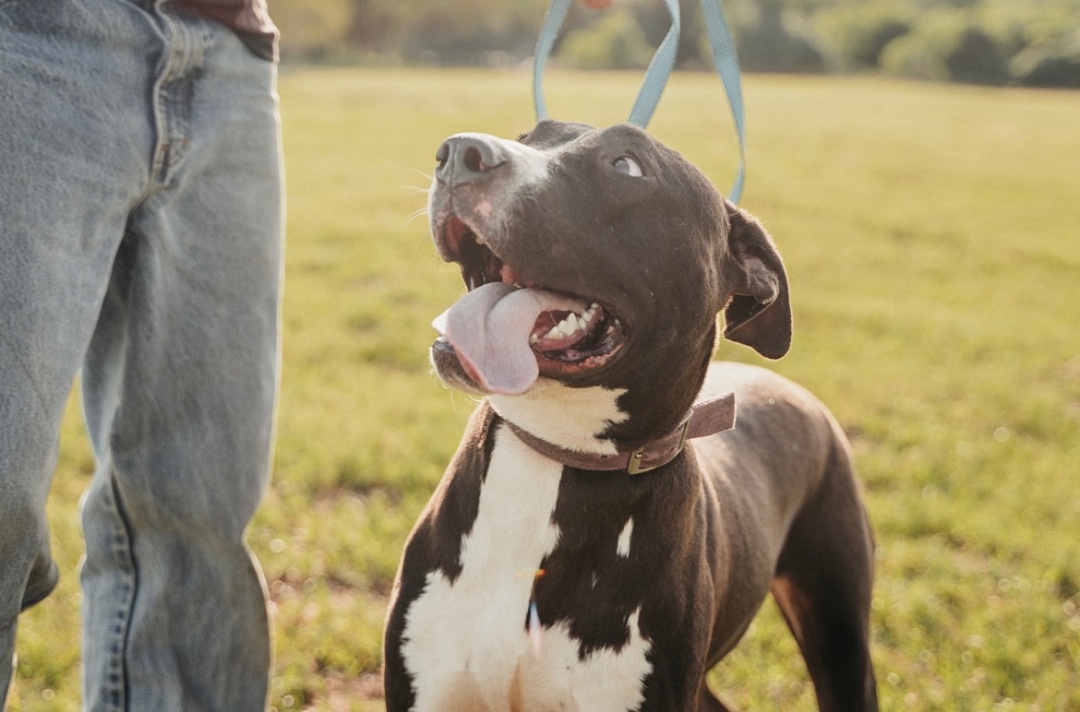 Denver, a Adoptable mixed breed in Merrimac, MA image 1/6