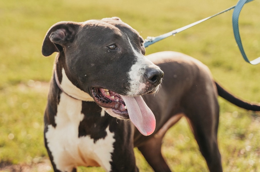 Denver, a Adoptable mixed breed in Merrimac, MA image 2/6