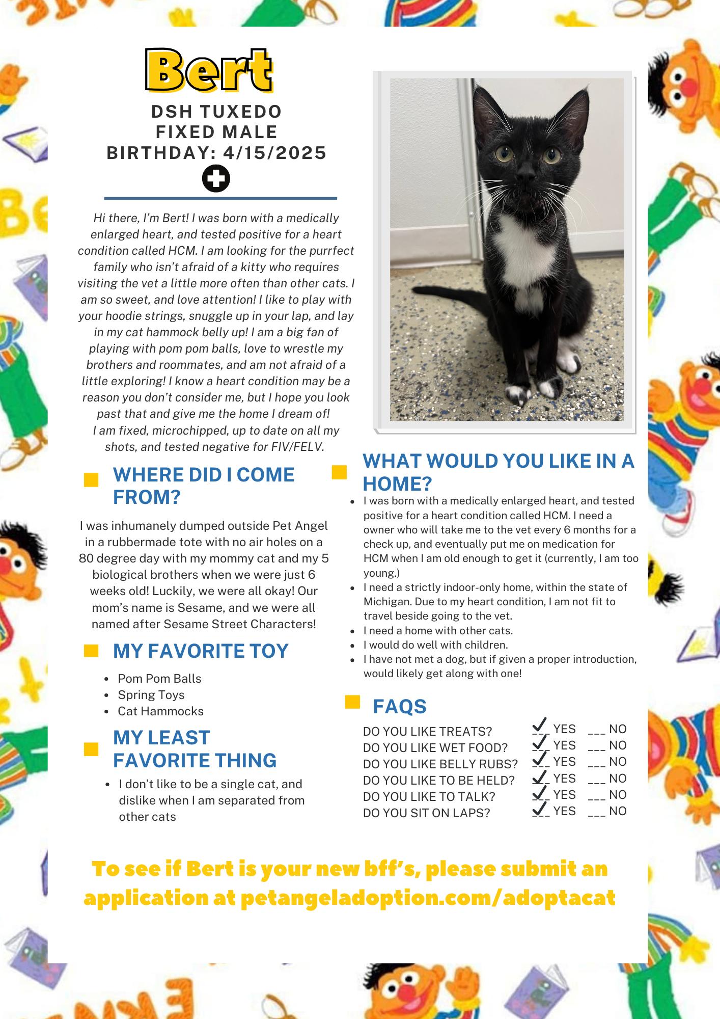 Bert, a Adoptable Domestic Short Hair in Frankenmuth, MI image 2/6